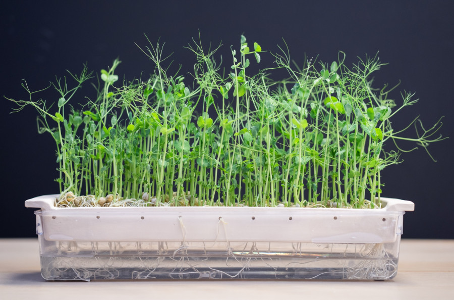 Sprouted pea shoots growing densely in a shallow white container with visible roots and water below.